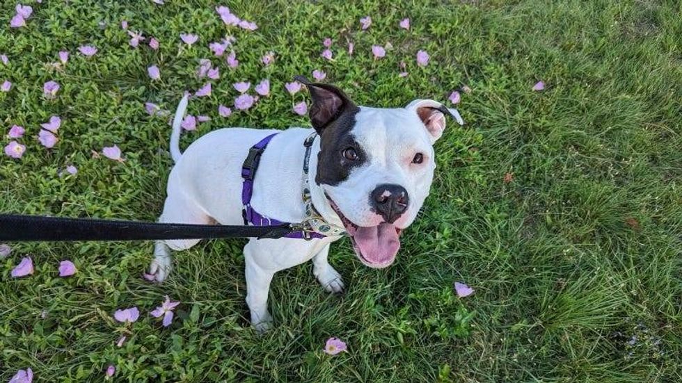 Tulip @ Austin Humane Society 6/28/23