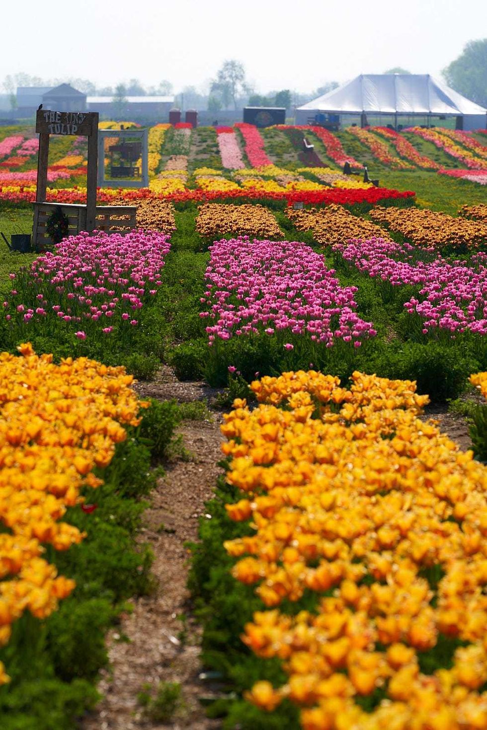 Tulip Festival