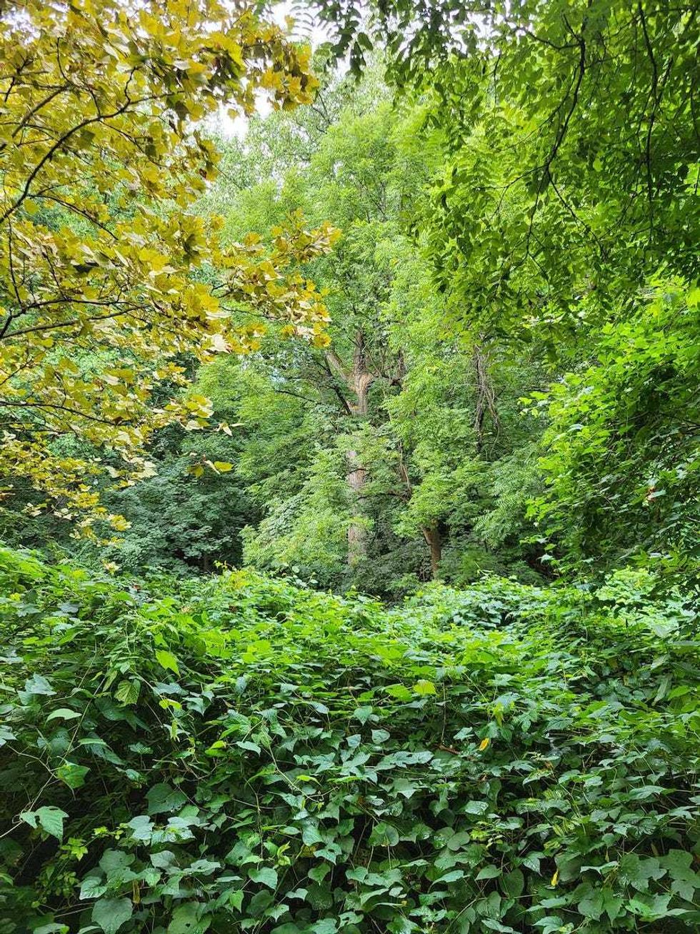 Tulip Tree in Alley Pond Park, Queens