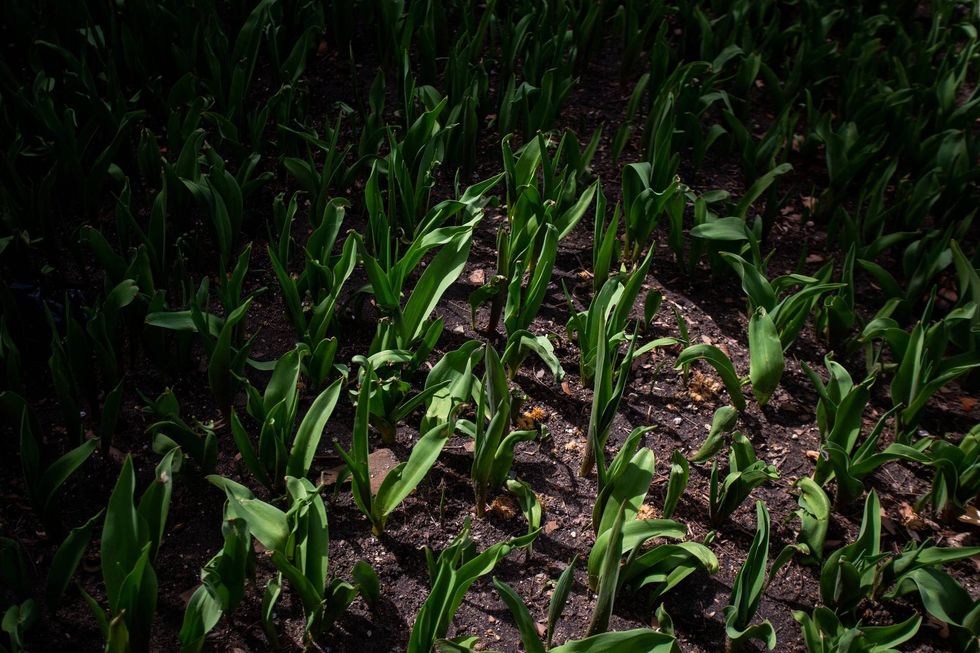 Tulips begin to bloom as Holland