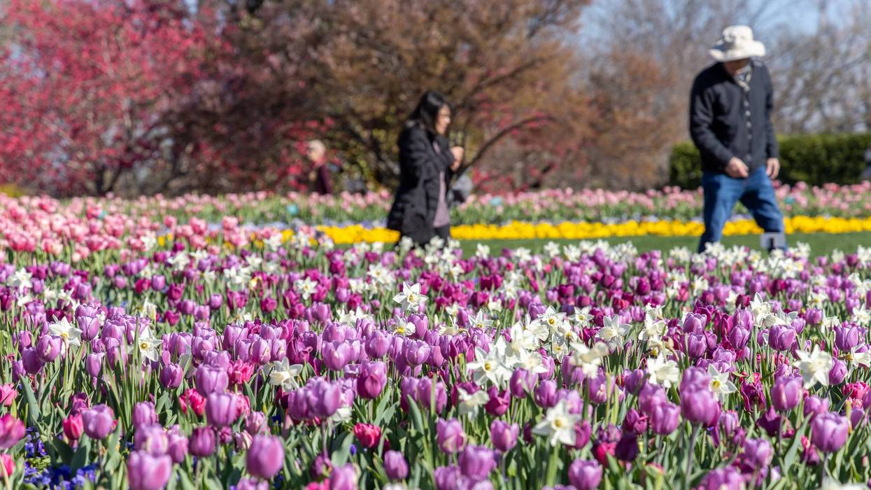 Bunnies, blooms and big changes at the Dallas Arboretum