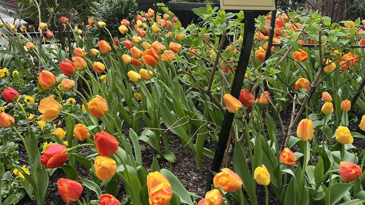 tulips