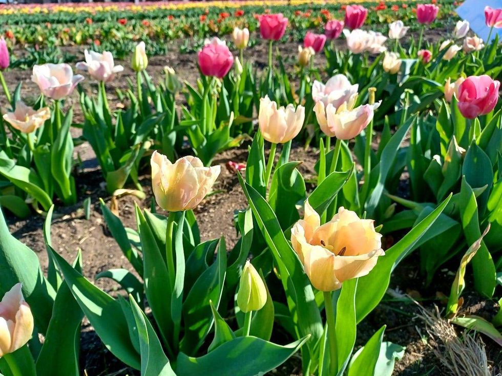 Tulips
