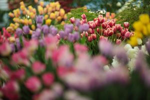 SAVE THE DATE: Flower Bulb Day