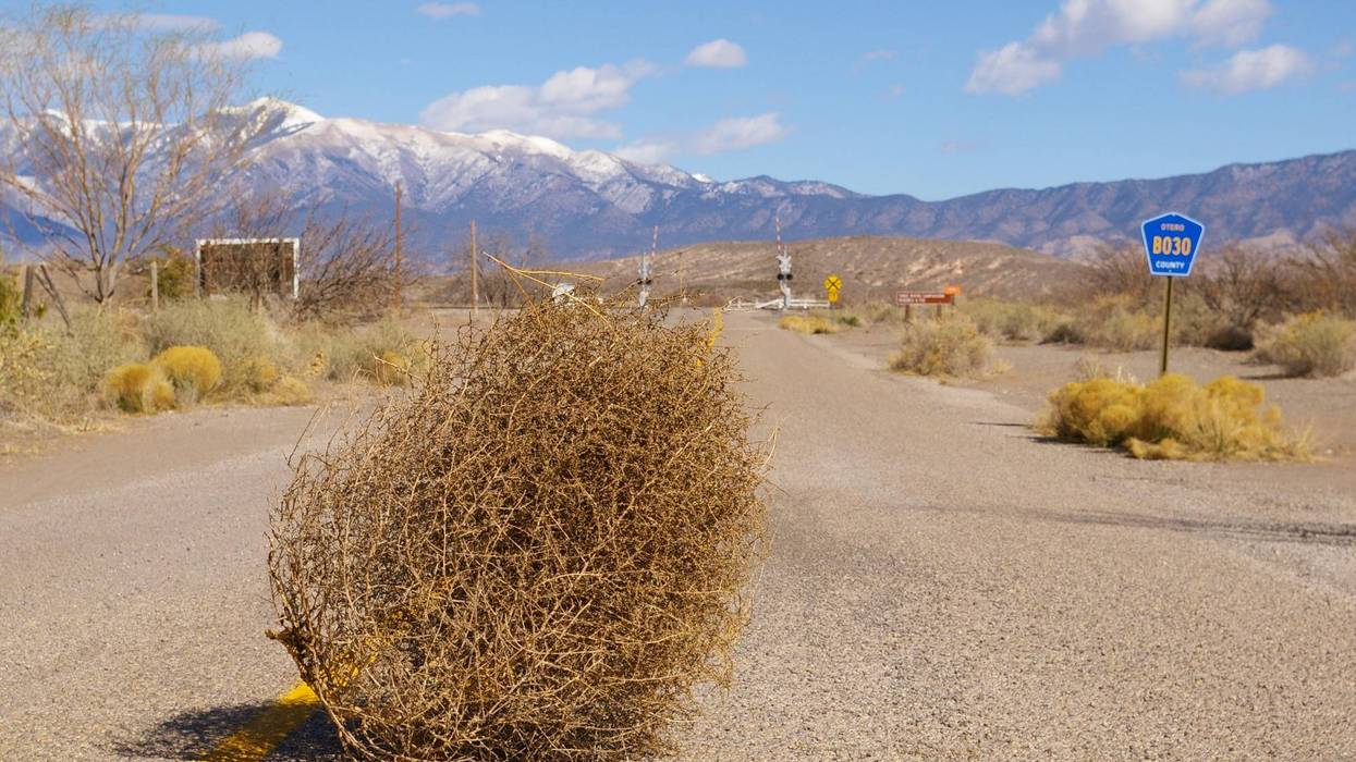 Tumbleweed in the Desert