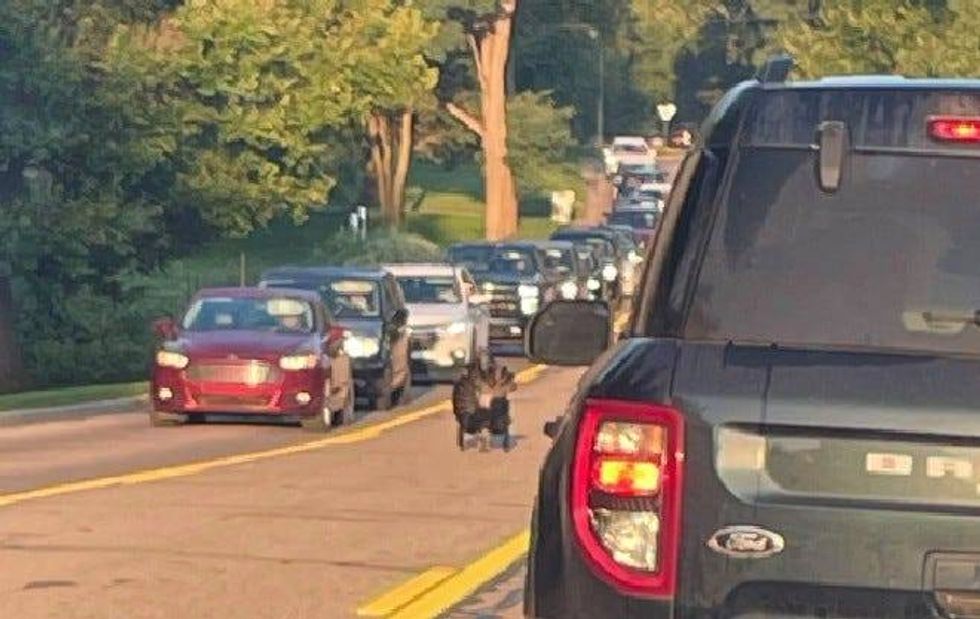 turkey causes traffic trouble