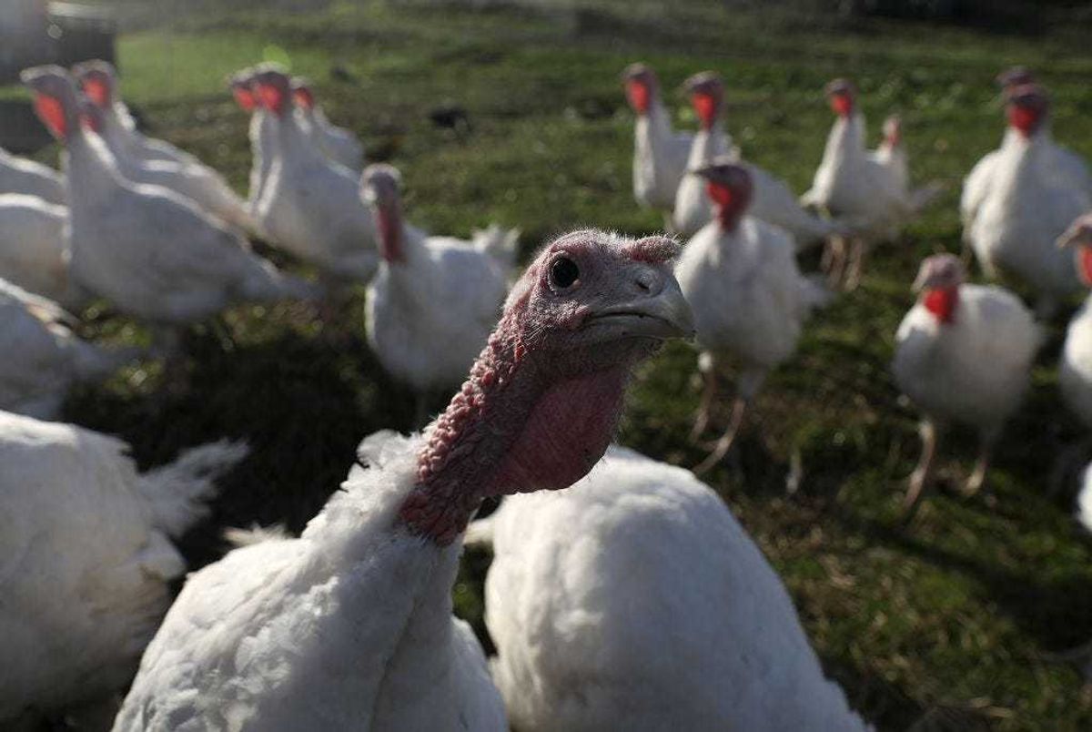 Turkey Farm