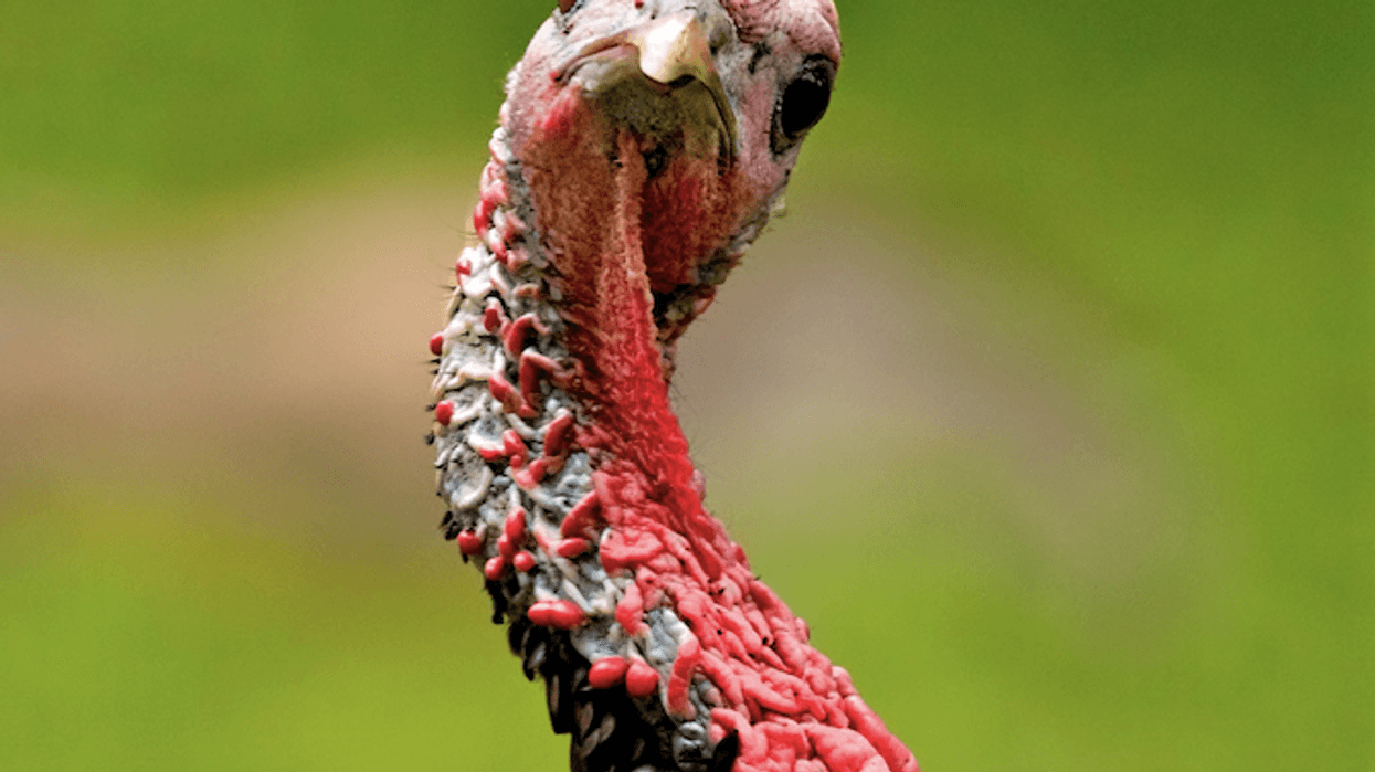 turkey gobbler