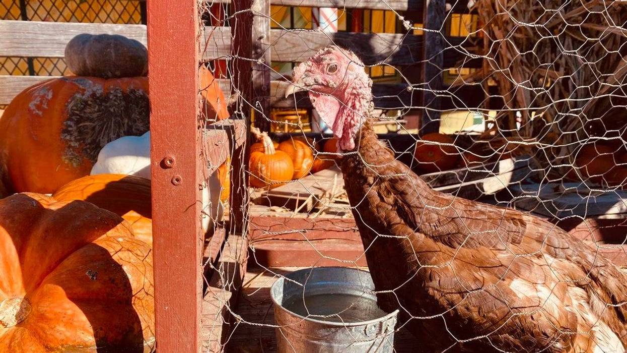 Turkey pardoned in Grapevine