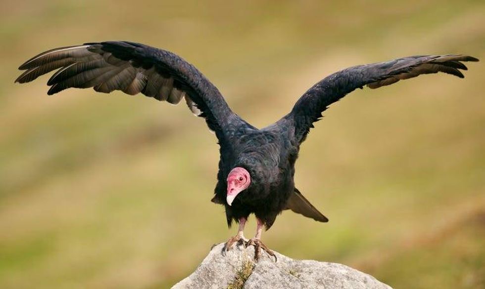 turkey vulture