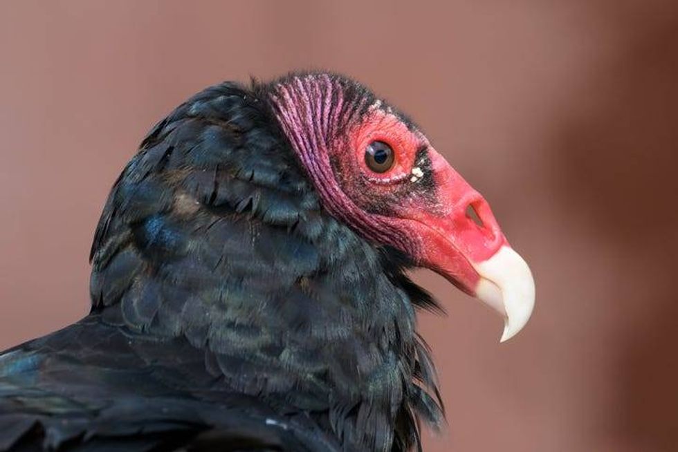 turkey vulture