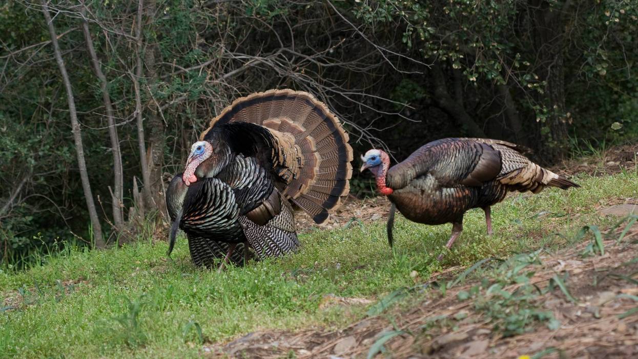 turkey