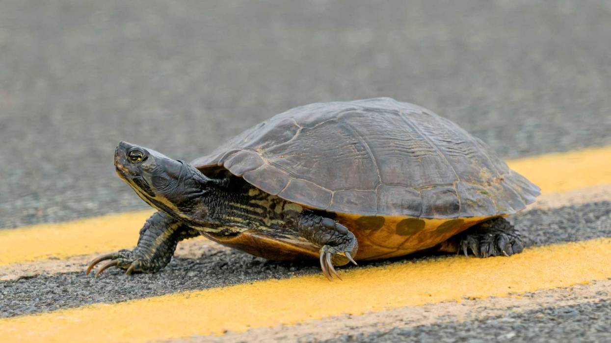Turtle Crossing Road