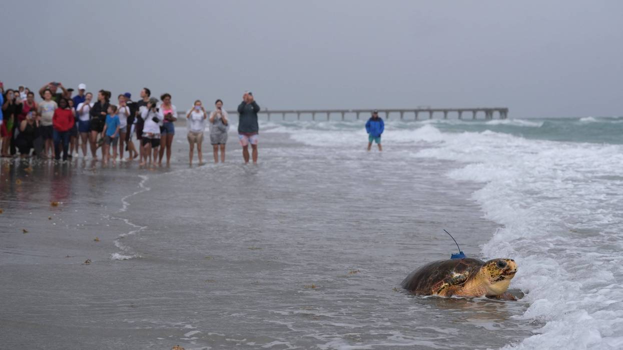 Turtle Release
