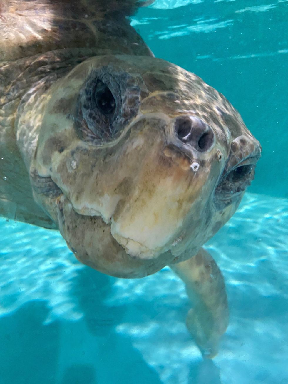 Turtle