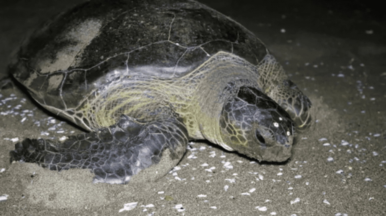 Turtle