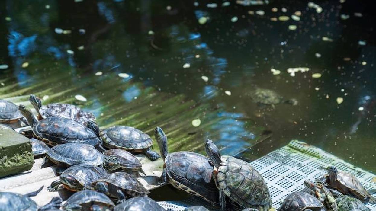 Man wearing a Ninja Turtle onesie jumps into a fountain at NorthPark Center