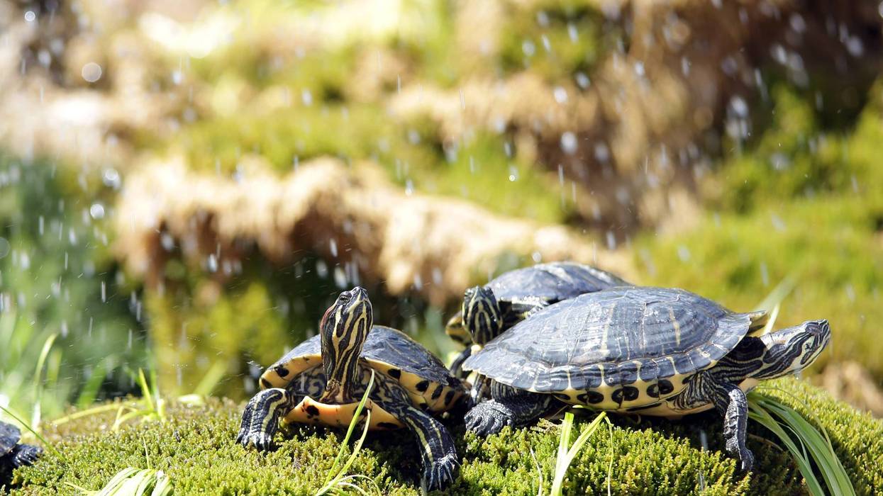 turtles