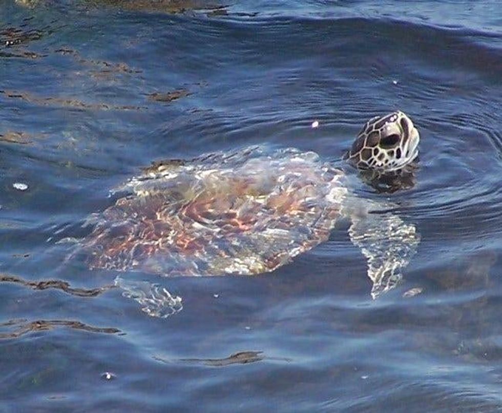 turtles