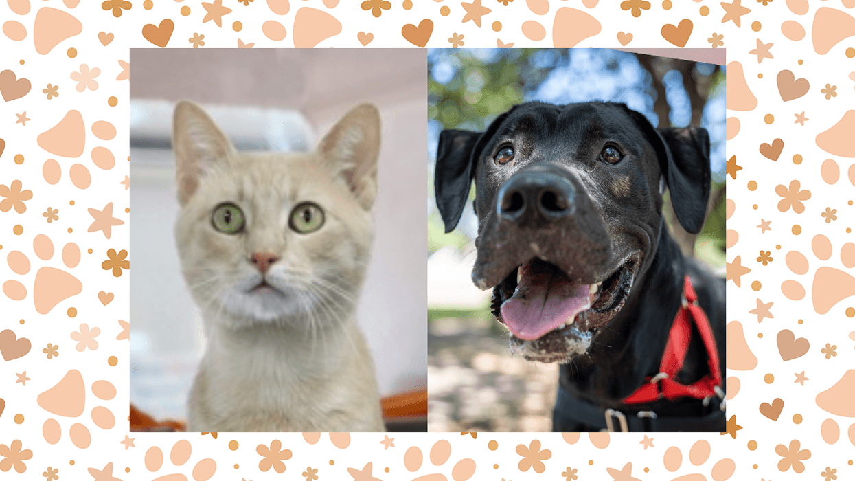 Wet Nose Wednesday: Tutti and Midnight