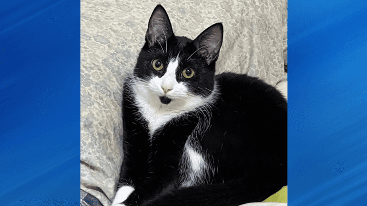 Tux the Cat