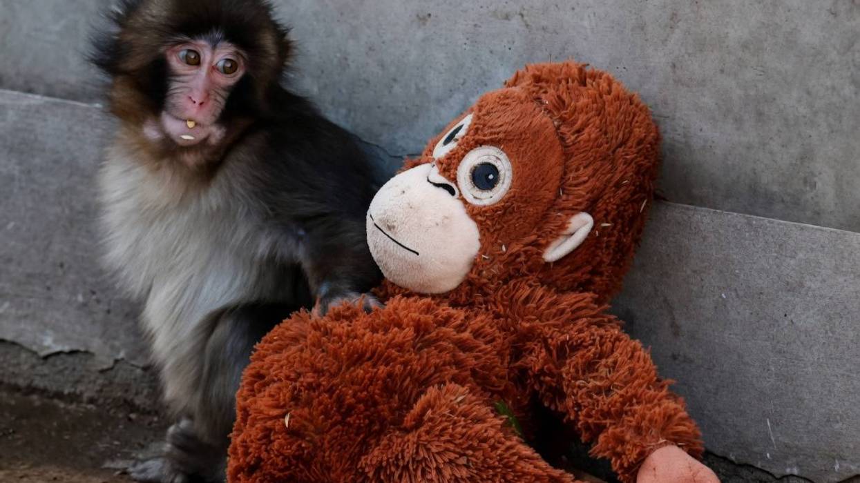Two American tourists were arrested Sunday in Japan after one climbed into the enclosure of the viral baby macaque known as Punch the Monkey at Ichikawa City Zoo while the other filmed the stunt.