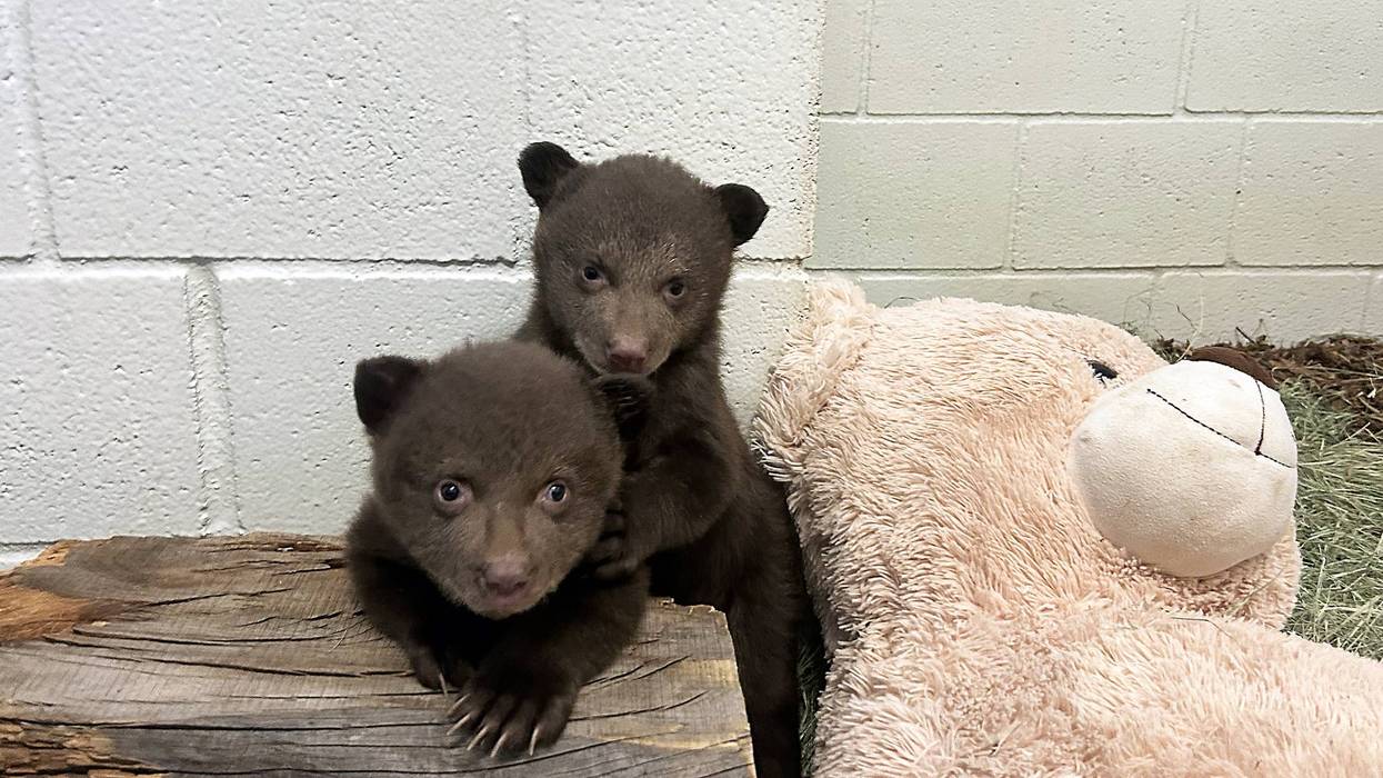 Orphaned Monrovia bear cubs receiving care in San Diego
