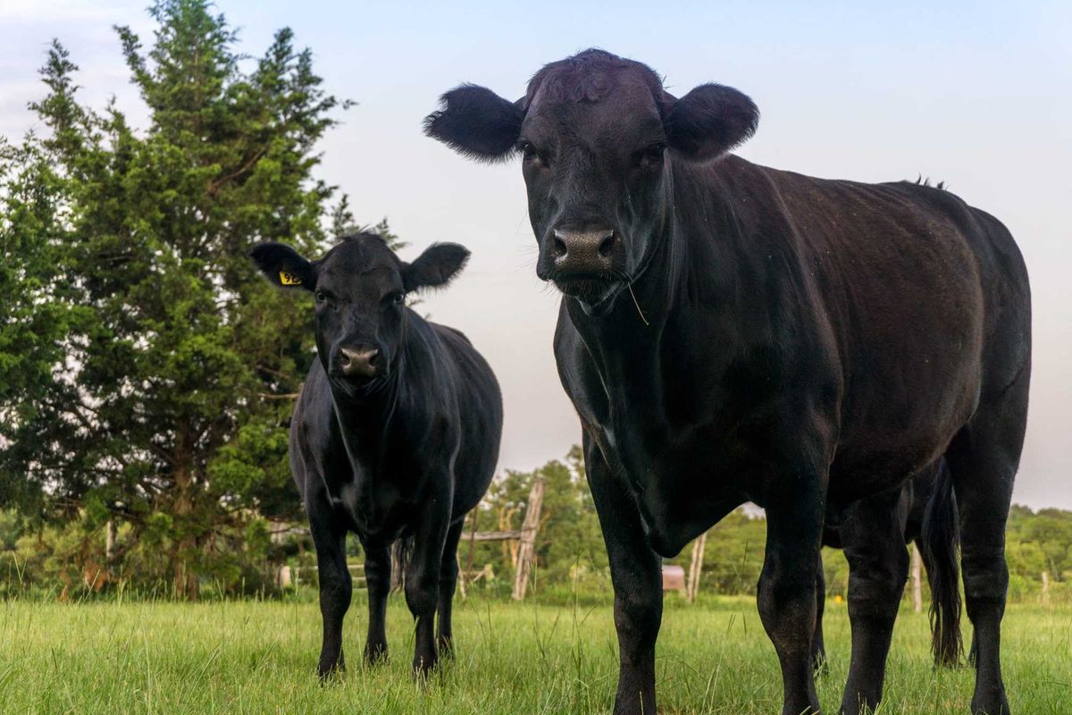 Two black cows looking at the camera.