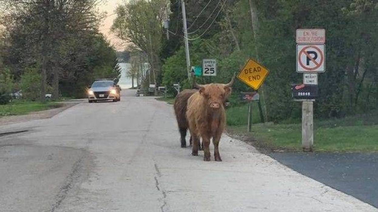 Two bulls that were on the loose back in May managed to "wiggle out of 'cowstody' yet again" Wednesday morning in Lake County, before police and the animals' owners from a nearby farm were able to "get the cows to come home."