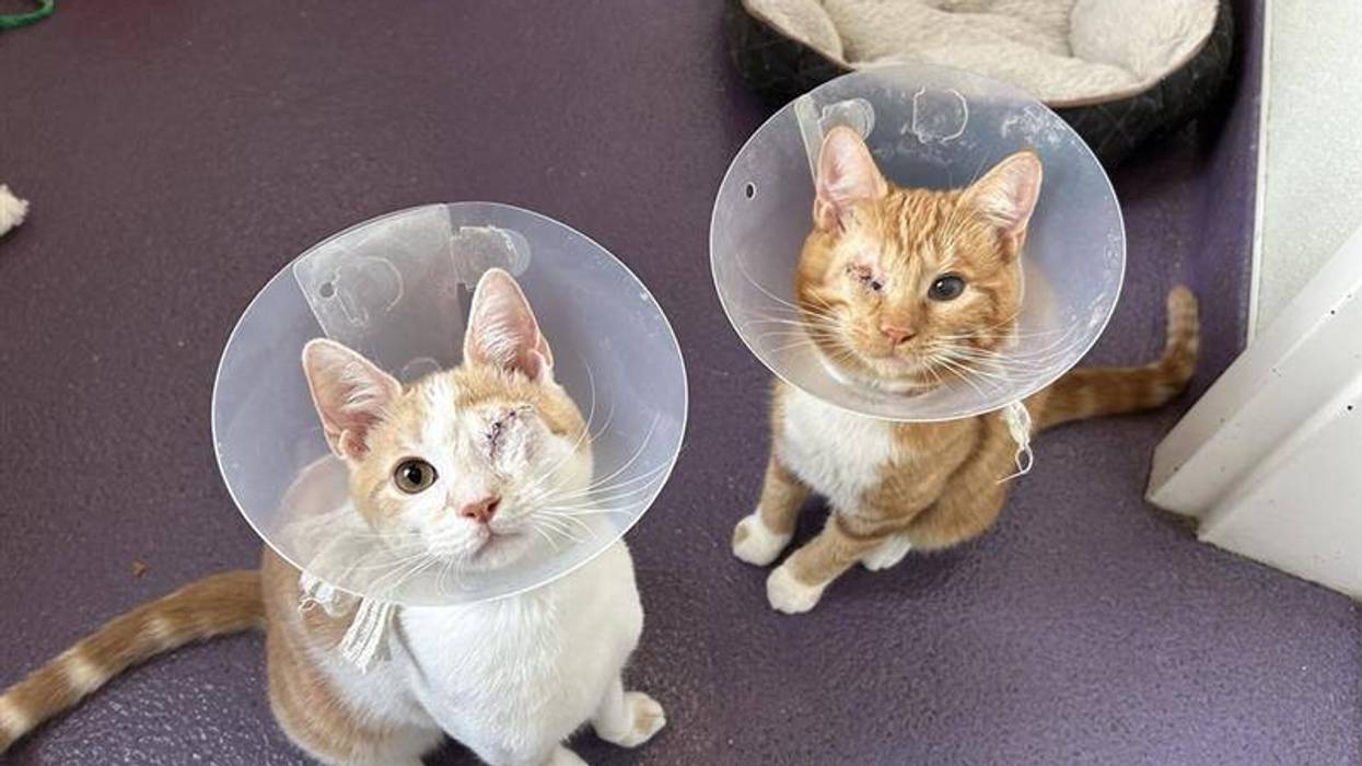 Two cats, each with one eye missing, with vet cones around necks
