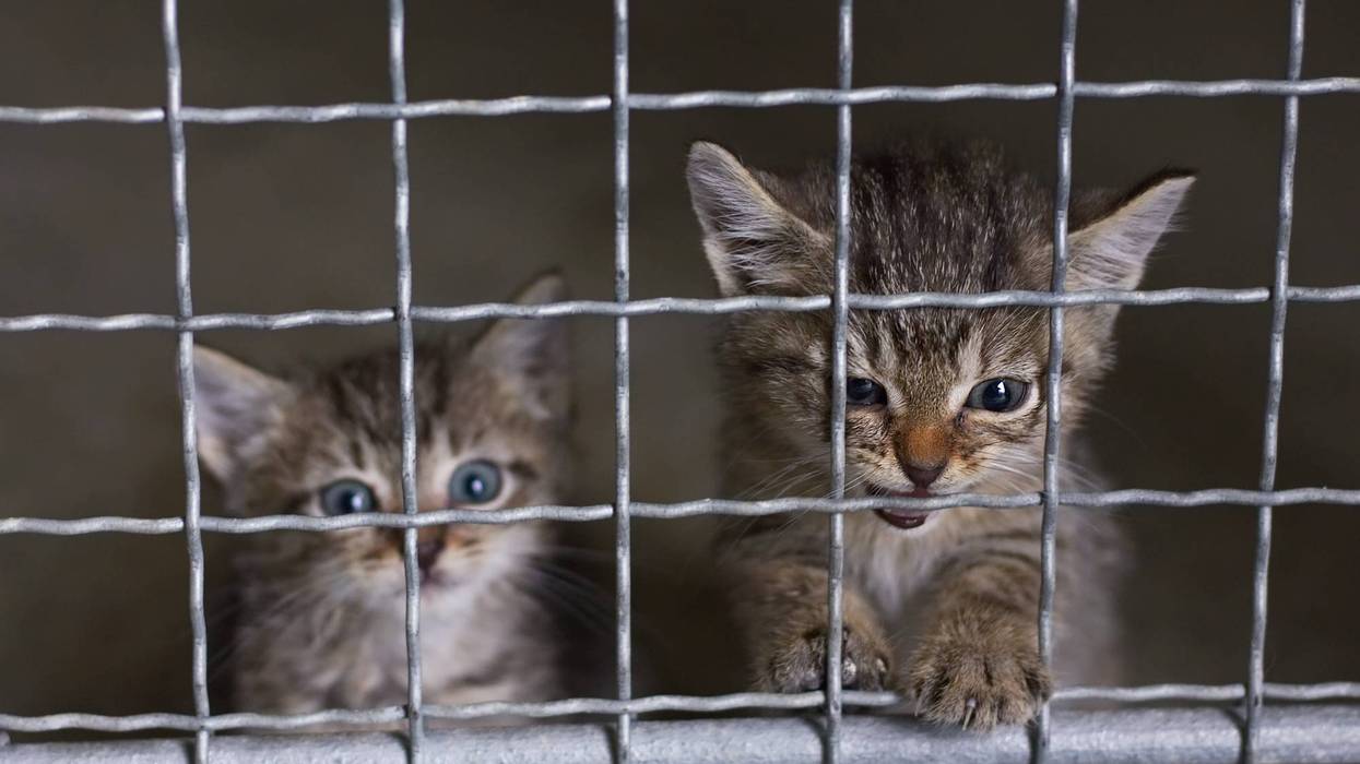 Two cats in a kennel at an unspecified location and date.