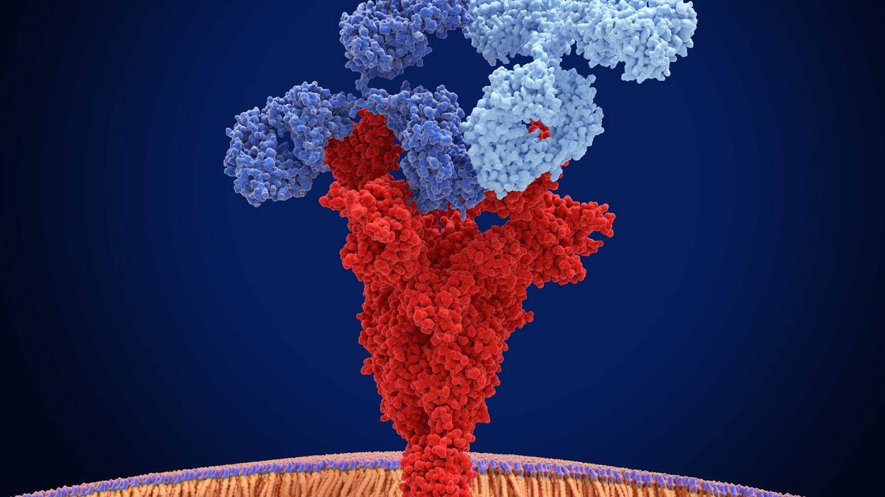 Two different therapeutic monoclonal antibodies bind at different antigenic sites of the coronavirus spike protein. They can confer synergistic protection against SARS-CoV-2.