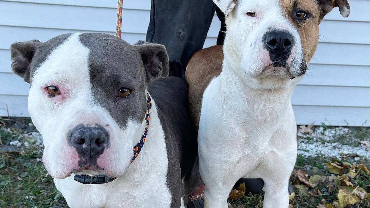 Two dogs are in need of homes this holiday season after rescuers say the animals were discovered by police laying faithfully next to their owner's deceased body in Detroit this week.