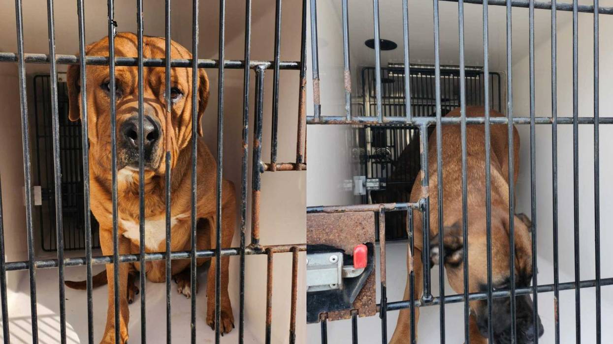 Two dogs are up for adoption after they were discovered in a filthy and unlivable Brentwood home.