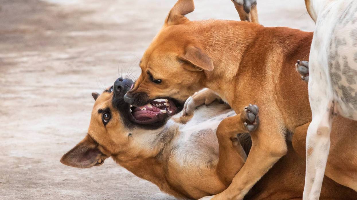 Two dogs on attack again in Palatine, this time allegedly killing 1 dog while injuring another and biting owners