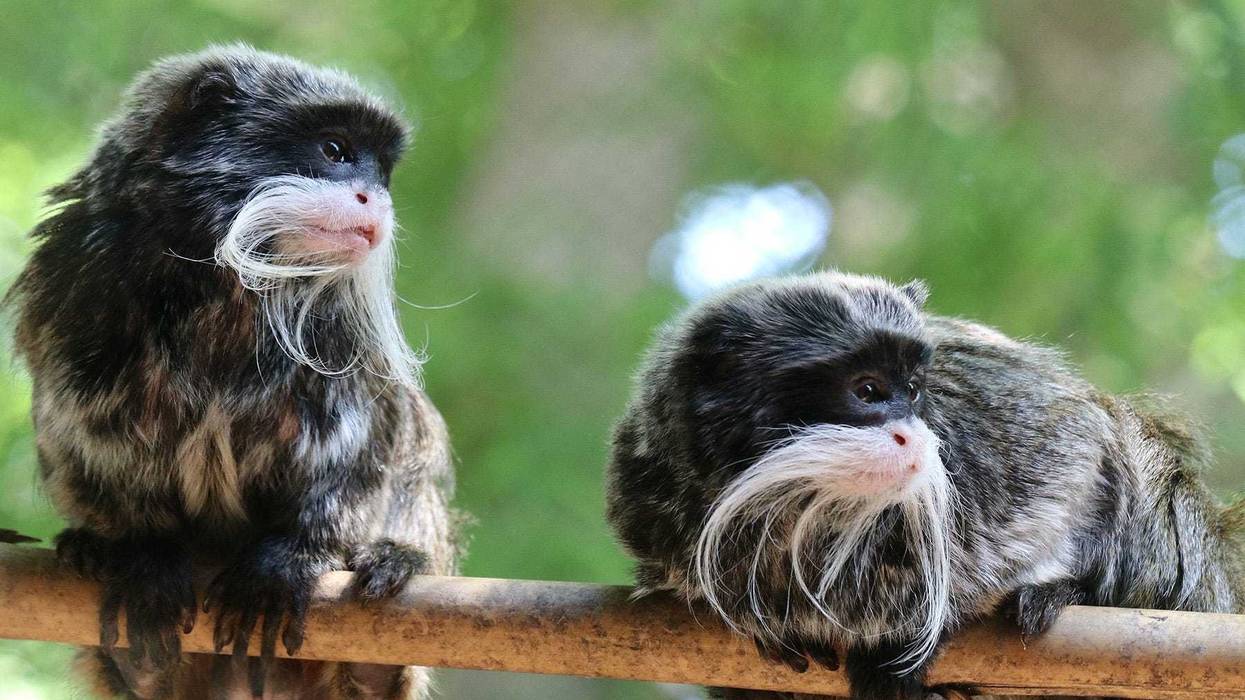 Two emperor tamarin monkeys that went missing from the Dallas Zoo were found Tuesday in an abandoned house in Lancaster.