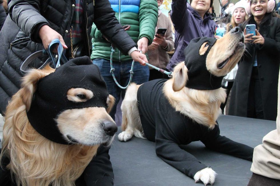 Two golden retrievers dressed as robbers took to the stage.