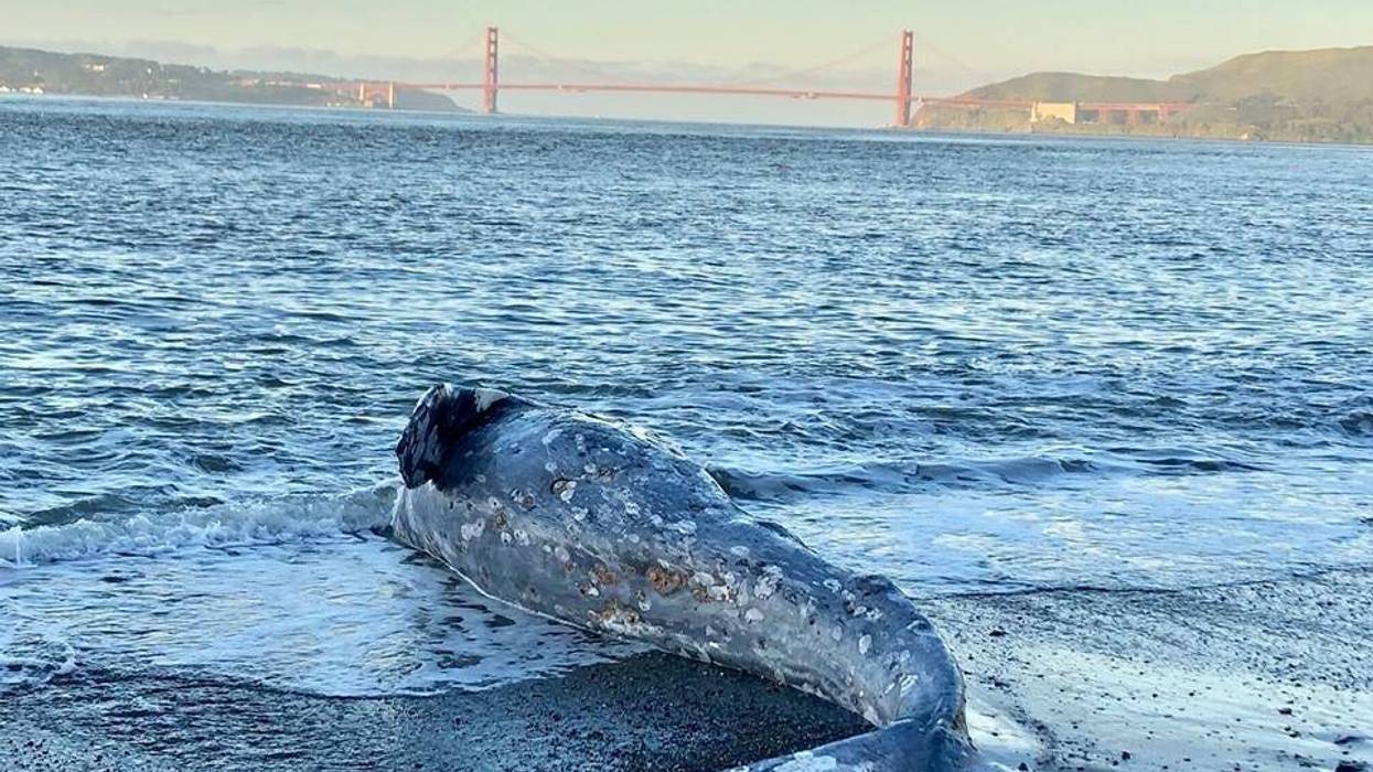 Two gray whales were recently stranded in the San Francisco Bay, according to the Marine Mammal Center.