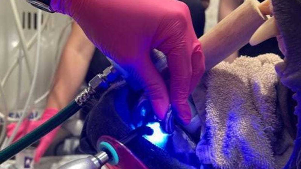 Two Harbors veterinary dentist Dr. Grace Brown didn't want to hear any patient growls as she carefully placed a crown over the cracked tooth of Tundra, a 6-year old Alaskan Brown Bear who resides at at Duluth, Minnesota's Lake Superior Zoo.