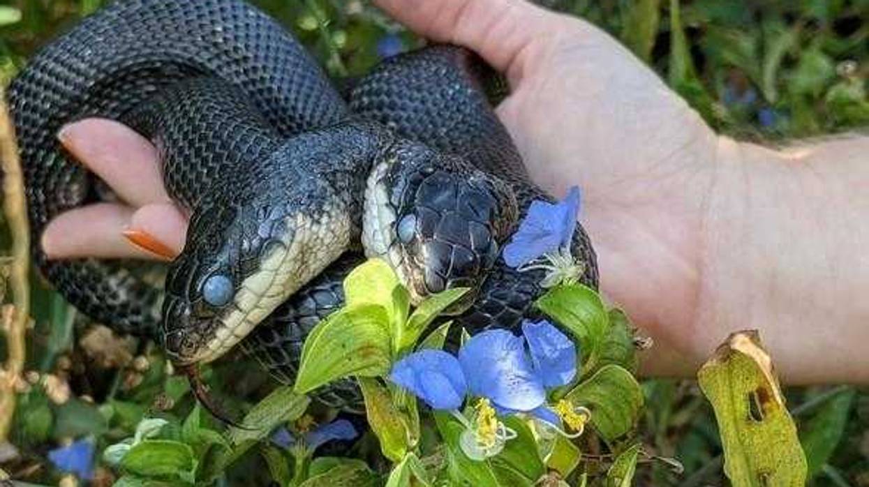 two-headed snake in Missouri
