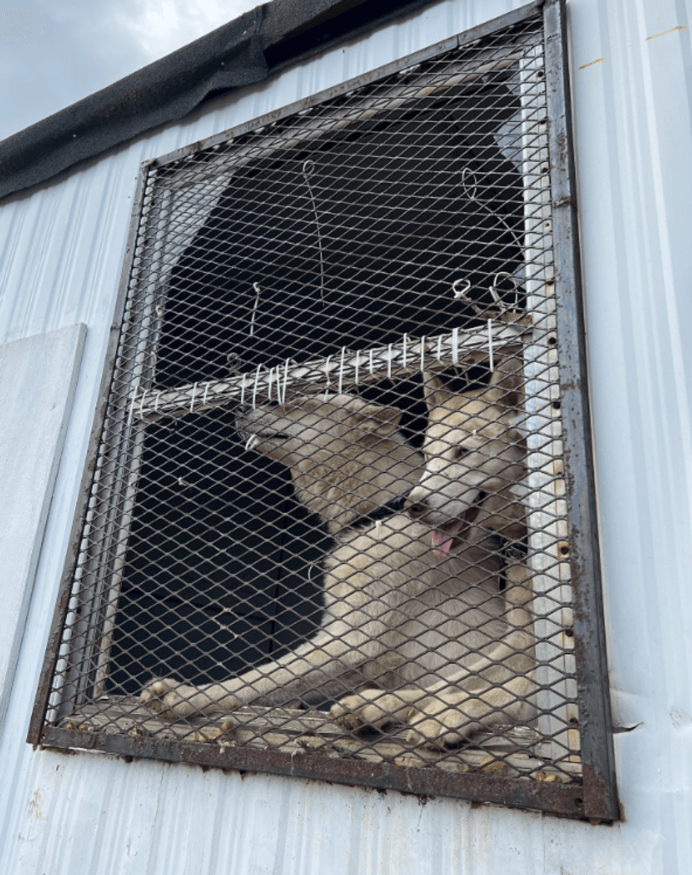 Two huskies are seen looking out the window of a trailer they were trapped in at the abandoned lot in Tompkinsville.