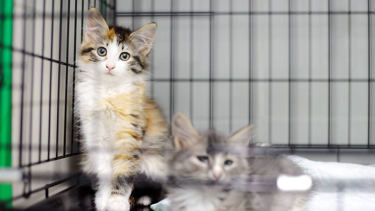 two kitties in a cage in a shelter