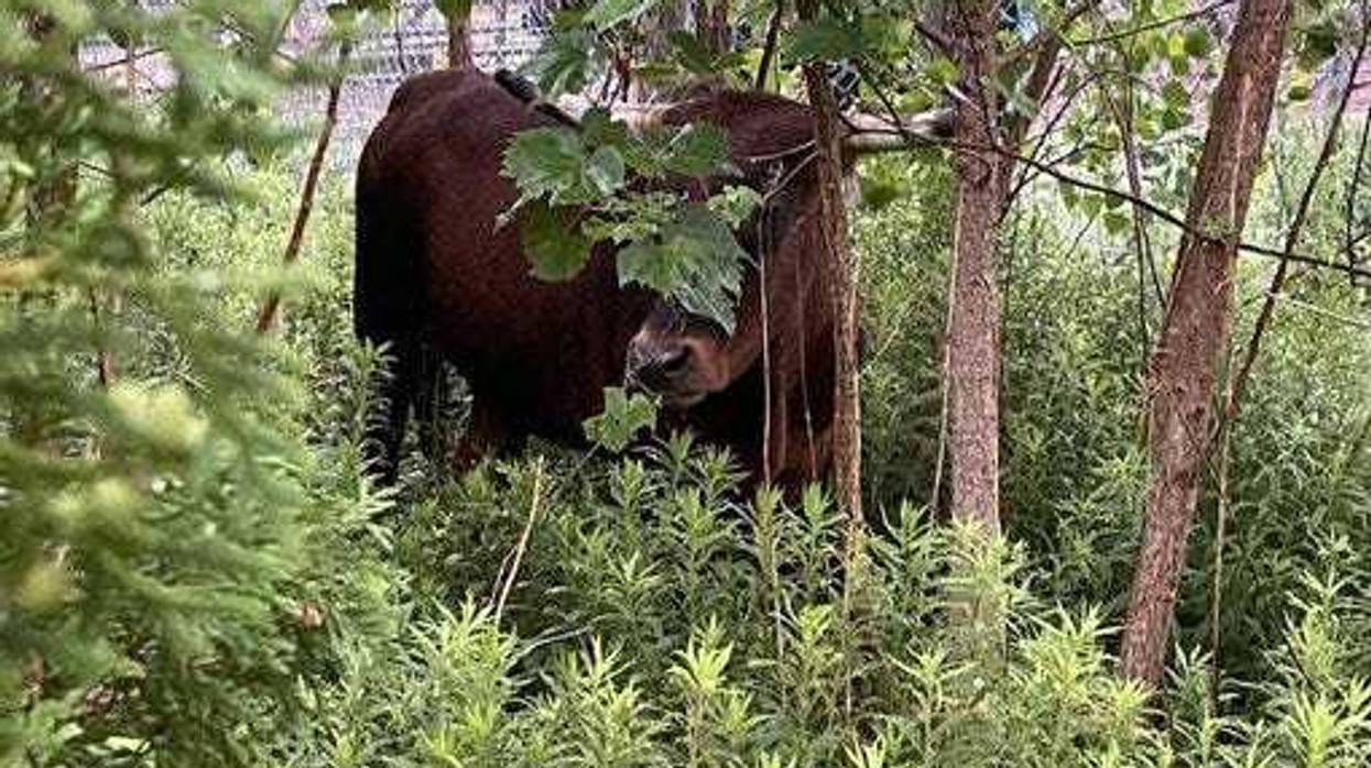 Two Lake County, Illinois Sheriff's Deputies played the role of cattle rustlers as they corralled a bull that escaped from a property in Beach Park overnight.