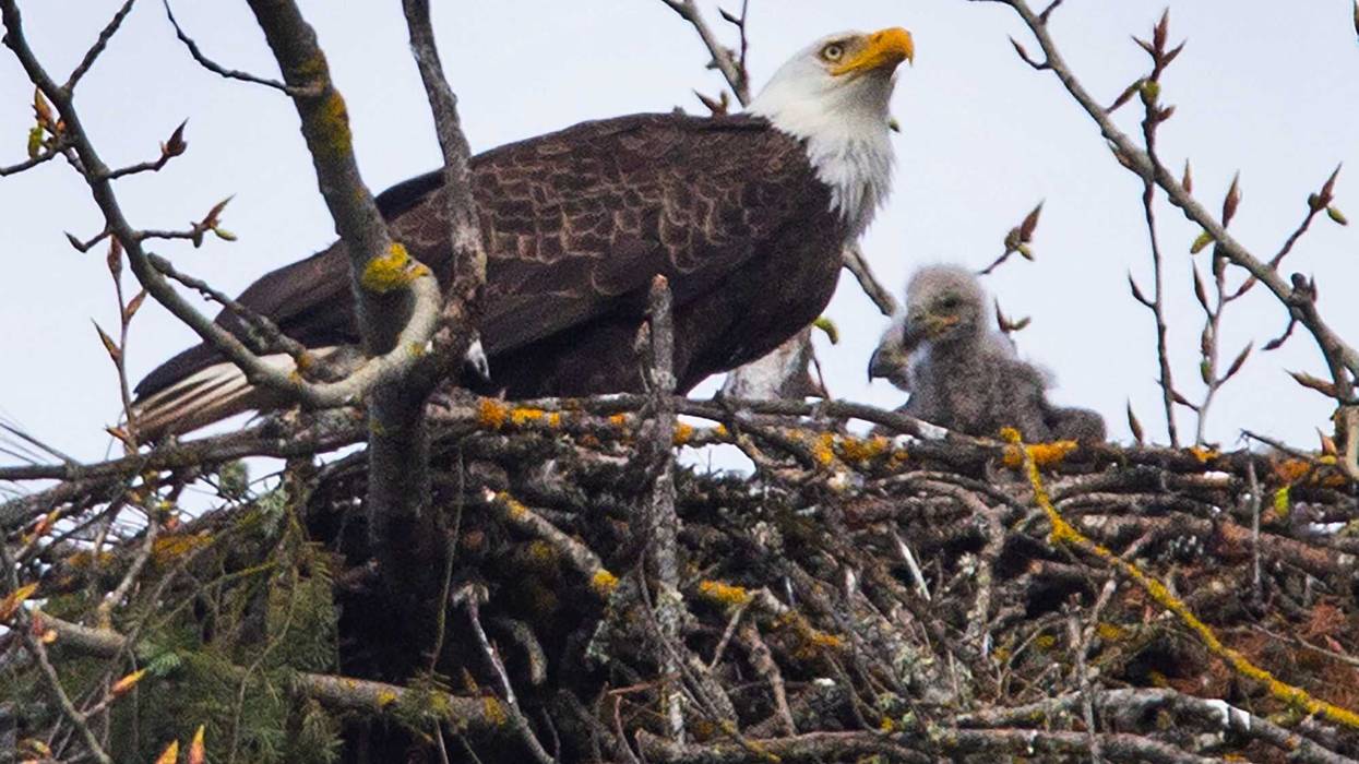 Two New Eaglets-Anchor & Arrow At Redwood School Avon Lake