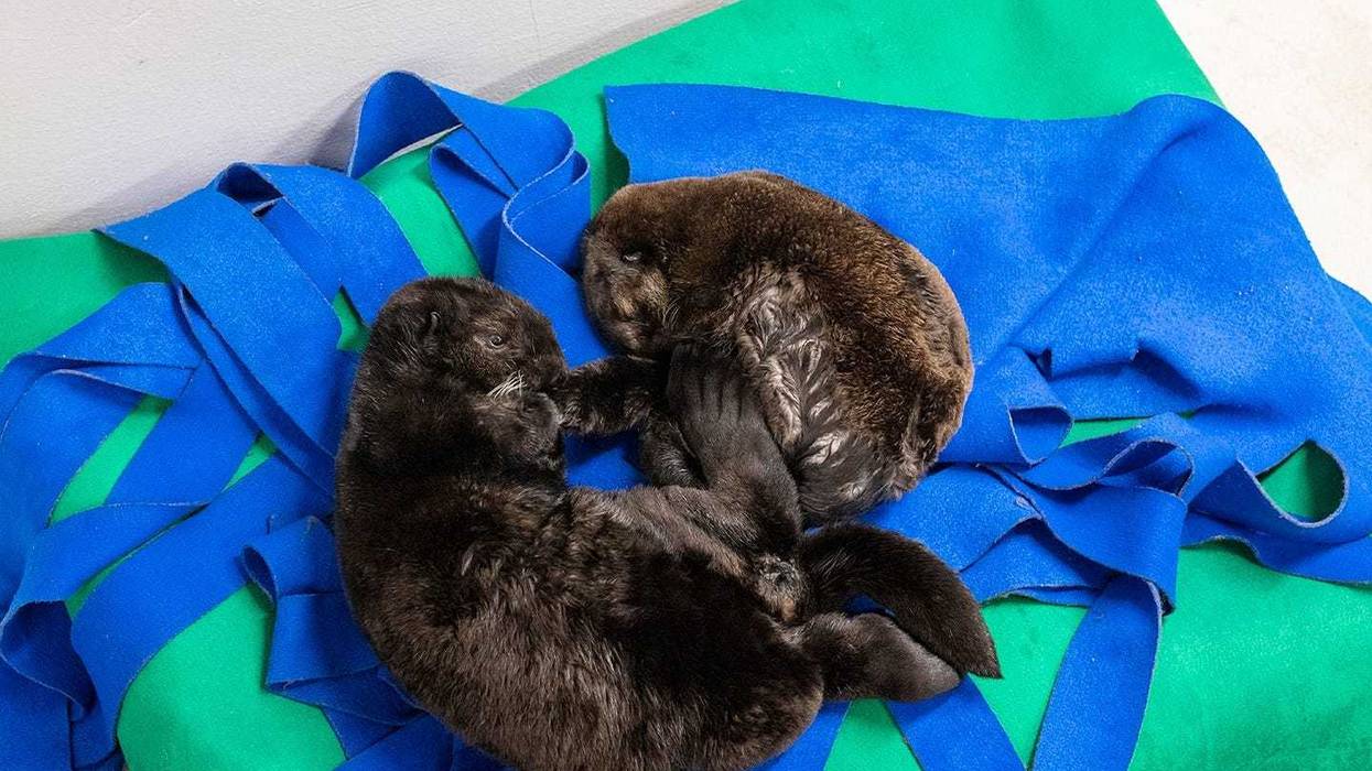 Two orphaned southern sea otter pups enjoy nap time at the Shedd Aquarium