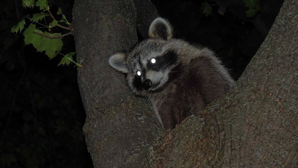 Two people in Princeton were attacked by a raccoon that's believed to be rabid