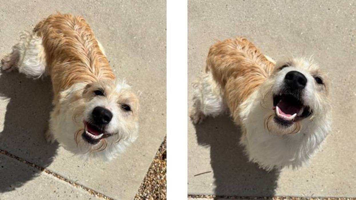 Two photos of a happy brown and white dog looking up and smiling at the camera.