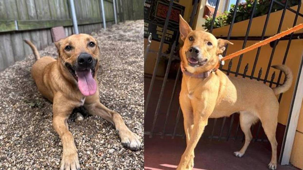 Two photos of a happy tan dog: lying on gravel and standing with a leash.