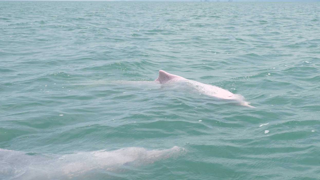 Two pink dolphins in the ocean.
