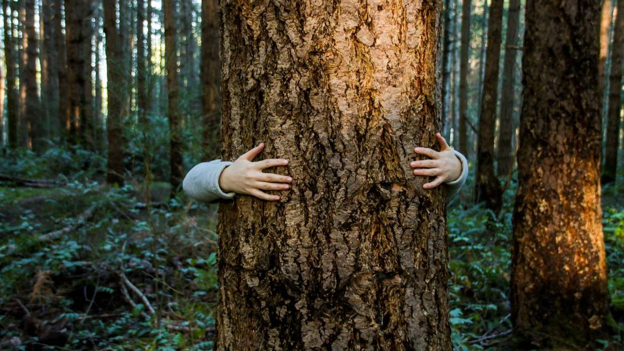 Two protestors were arrested by police on Monday morning after fastening themselves to a mulcher in an attempt to stop tree removal in an Ann Arbor luxury housing development.